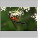 Dolichomitus messor - Schlupfwespe w02h 30mm - OS-Hellern Wiese det06.jpg